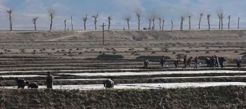 식량난에 시달리고 있는 북한의 농사짓는 모습.