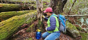 전남도, 천연 당분 함유 건강 이온음료 고로쇠 수액 채취 - 뉴스 썸네일 이미지